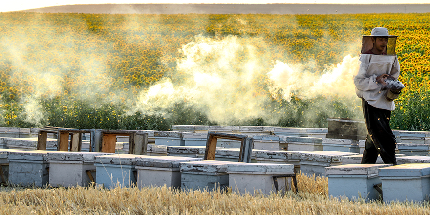 Gezgin arıcı "en iyi bal" için kovanlarıyla il il dolaşıyor