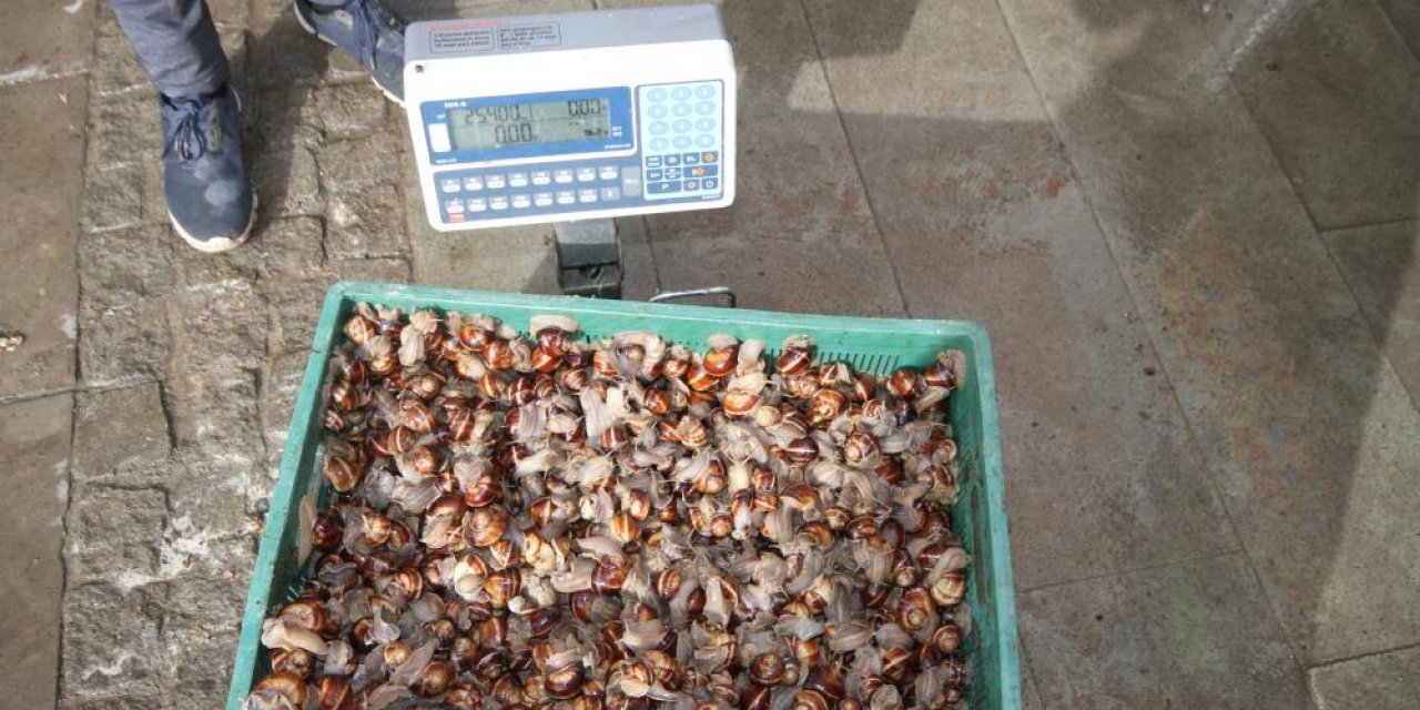 Beyşehir'de salyangoz toplama ilçe halkı için geçim kaynağı oldu