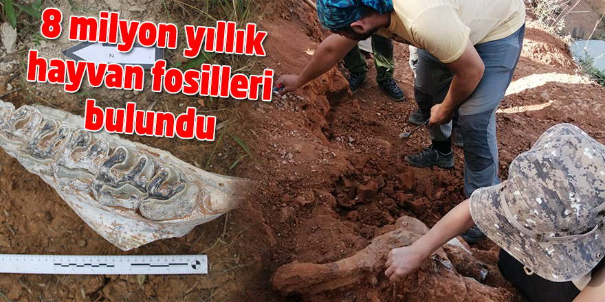 Denizli'de 8 milyon yıllık hayvan fosilleri bulundu