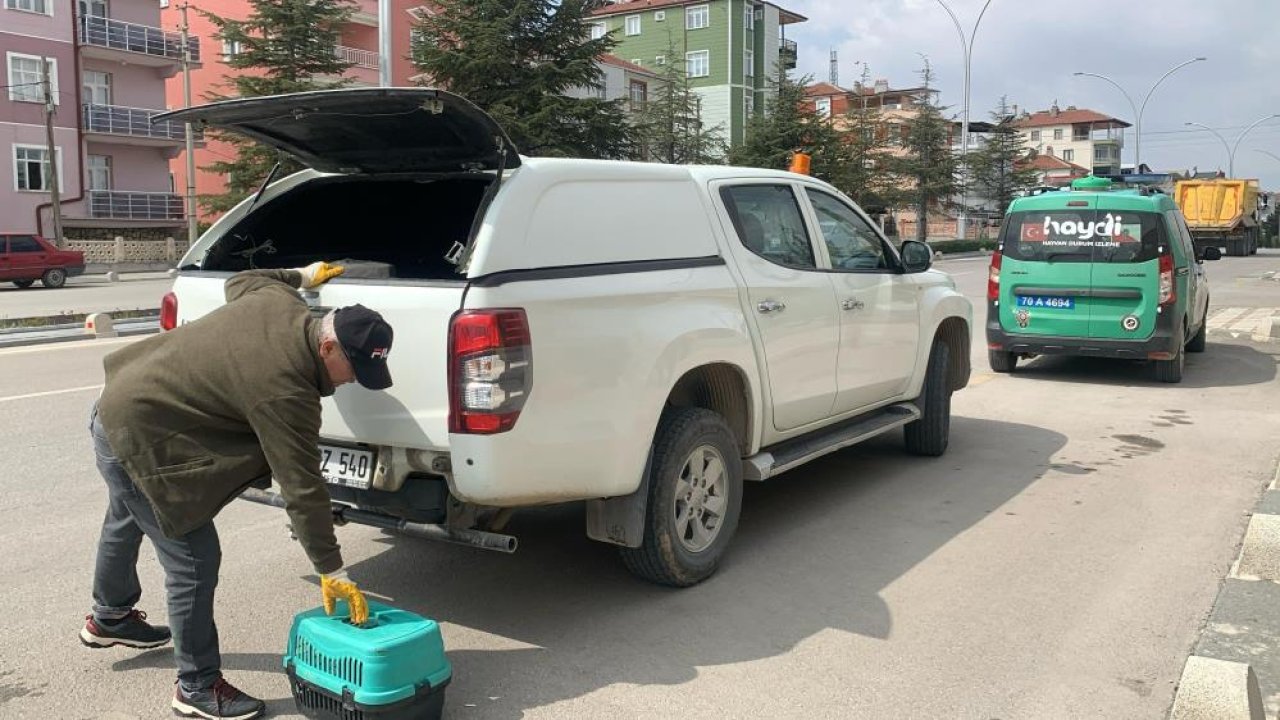 Yavruları ölü doğan anne kedi, koruma altına alındı