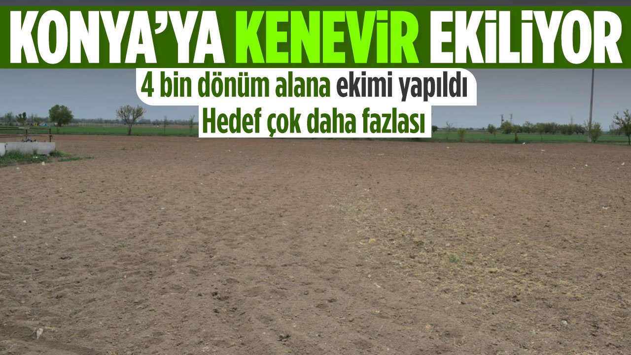 Konya'ya uzun zaman sonra ekilmişti... 4 bin dönüm alanda daha ekimi yapıldı