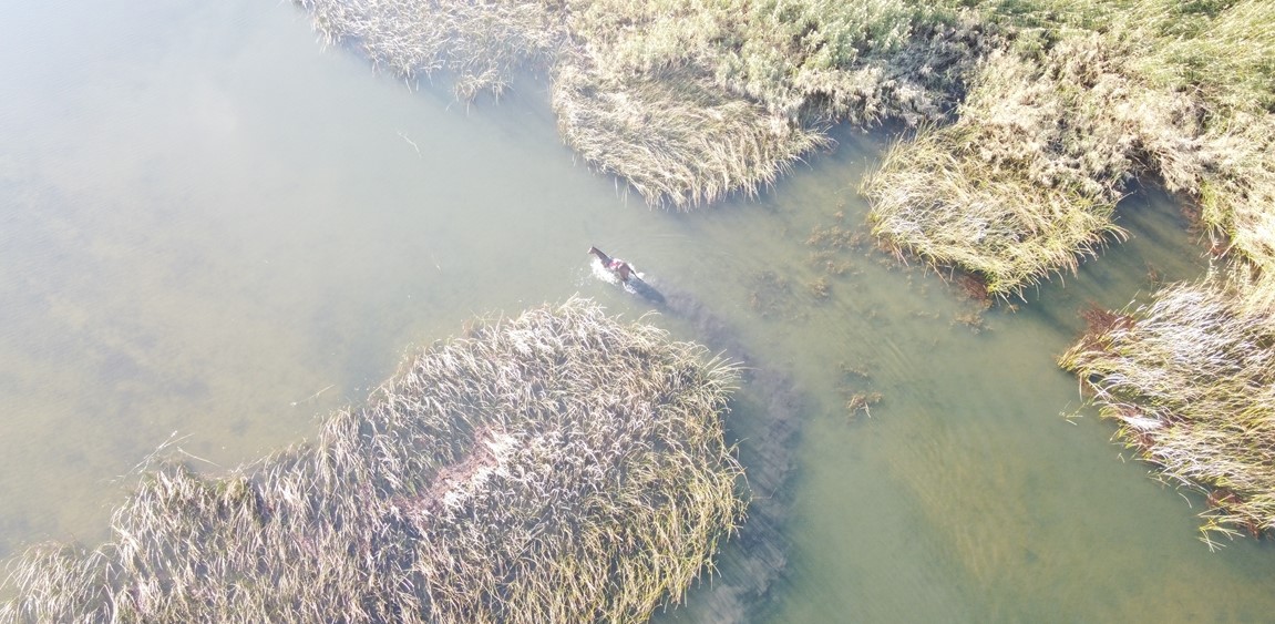 Konya'da jokeyini üstünden atan at saatler sonra göldeki sazlıklarda bulundu