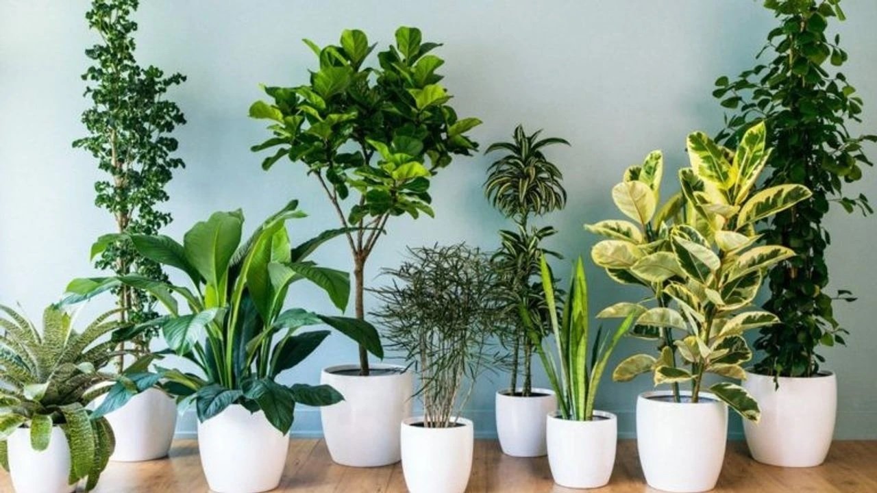 Evde Çiçek Bakmanın Sırrı: Yeşil Dostlarınız İçin Altın Kurallar!