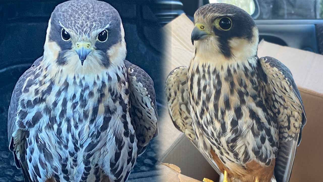 Konya'da bir çoban tarafından bitkin halde bulundu: Koruma altına alındı