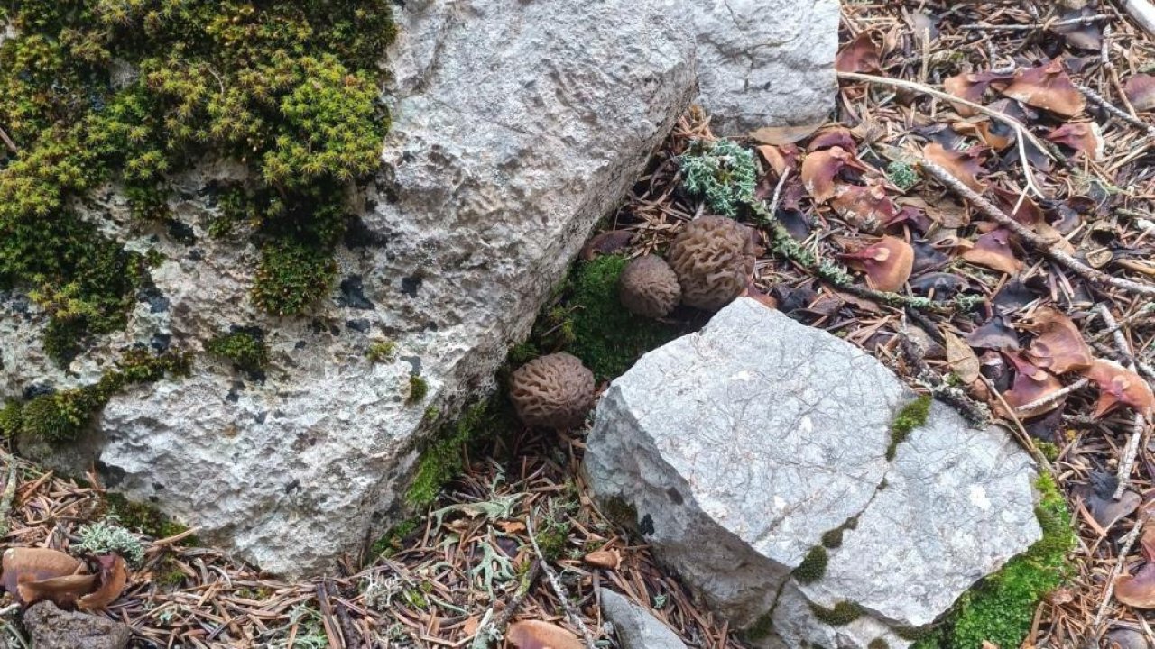 Yağışlar Konya'da çıkan mantarın sayısını artırdı! Mantar tutkunları sevindi