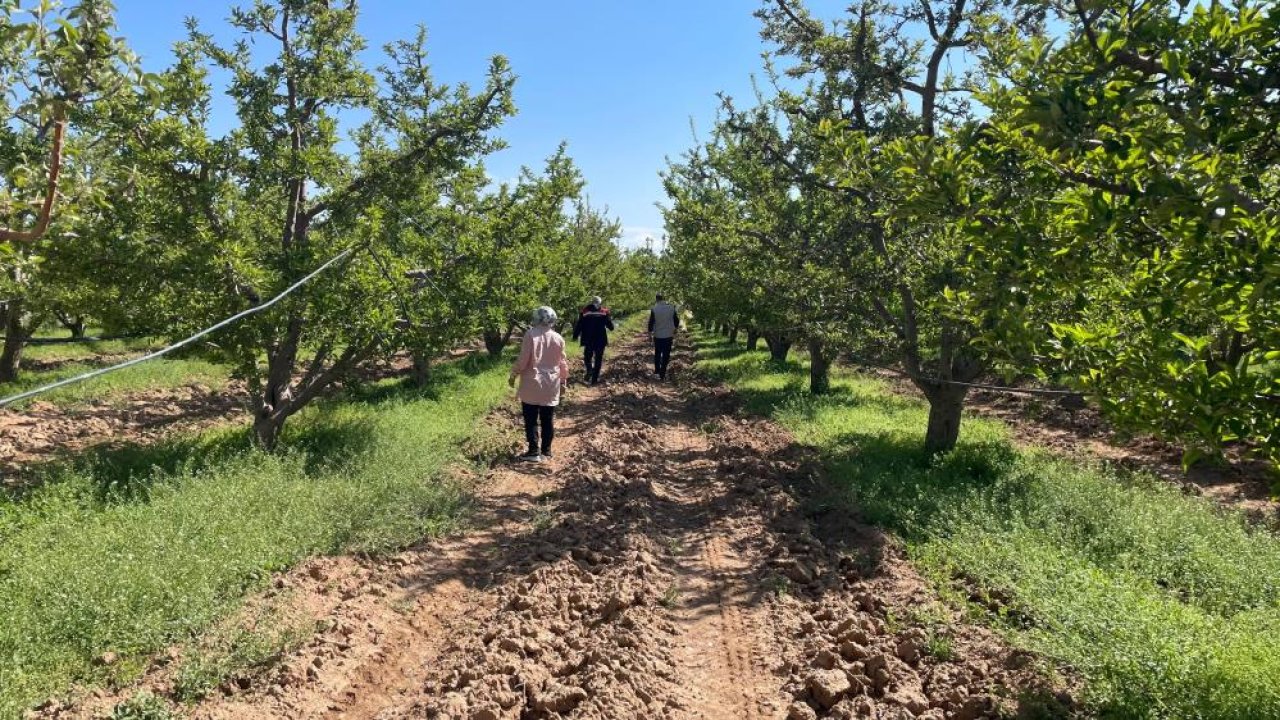Konya'da meyve bahçeleri takip ediliyor