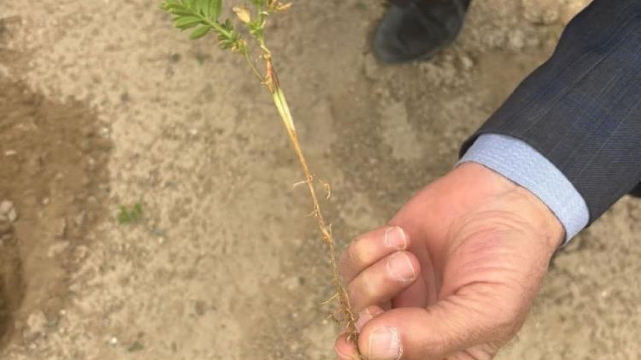 Konya'da tarım alanları kontrol ediliyor