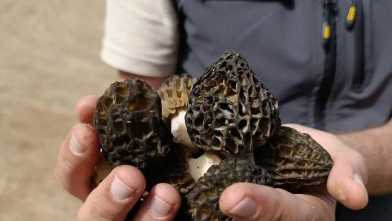 Kilosu bin 250 TL liraya kadar satılıyor: Konya'da saha araştırması ve incelemeleri yapıldı