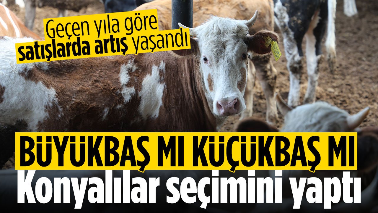 Konyalılar küçükbaşa mı büyükbaşa mı rağbet gösteriyor?