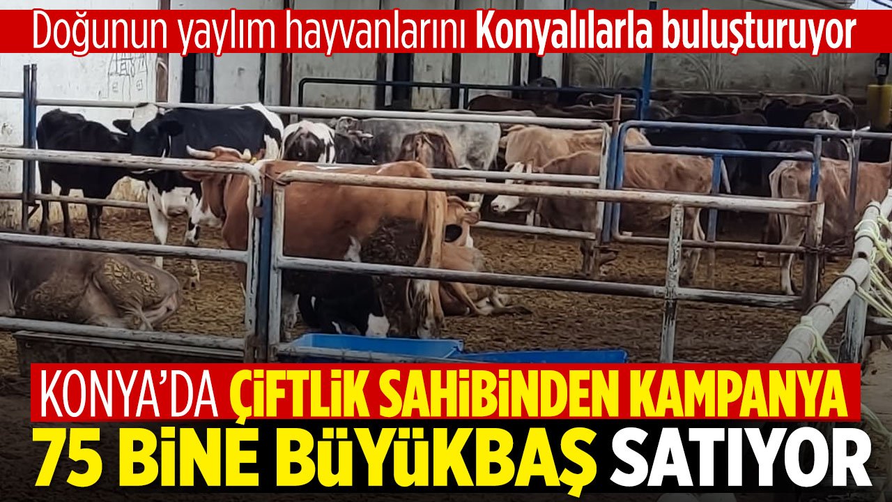 Konya'da çiftlik sahibi kampanya başlattı: Büyükbaşlar 75 bin lira ile 100 bin liraya satılıyor
