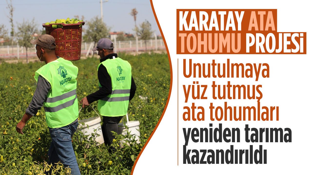 Konya'dan tarımda örnek hamle: Karatay'da unutulmaya yüz tutmuş ata tohumları yeniden tarıma kazandırıldı