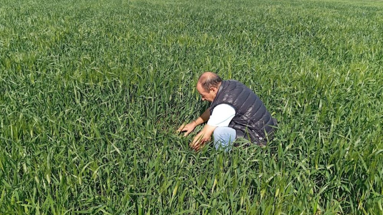 Konya'da tarlalarda süneyle mücadele