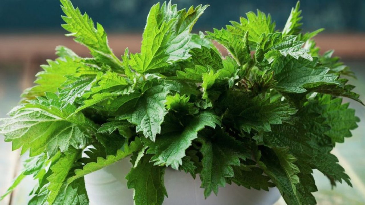 Isırgan otu: Doğanın şifa kaynağını mutfaklara taşıyın!