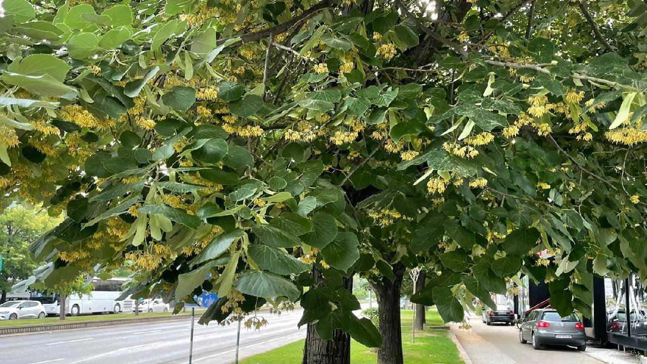 Sessiz bir mucize: Konya'daki bu ağaçların kokusundaki büyü nereden geliyor?
