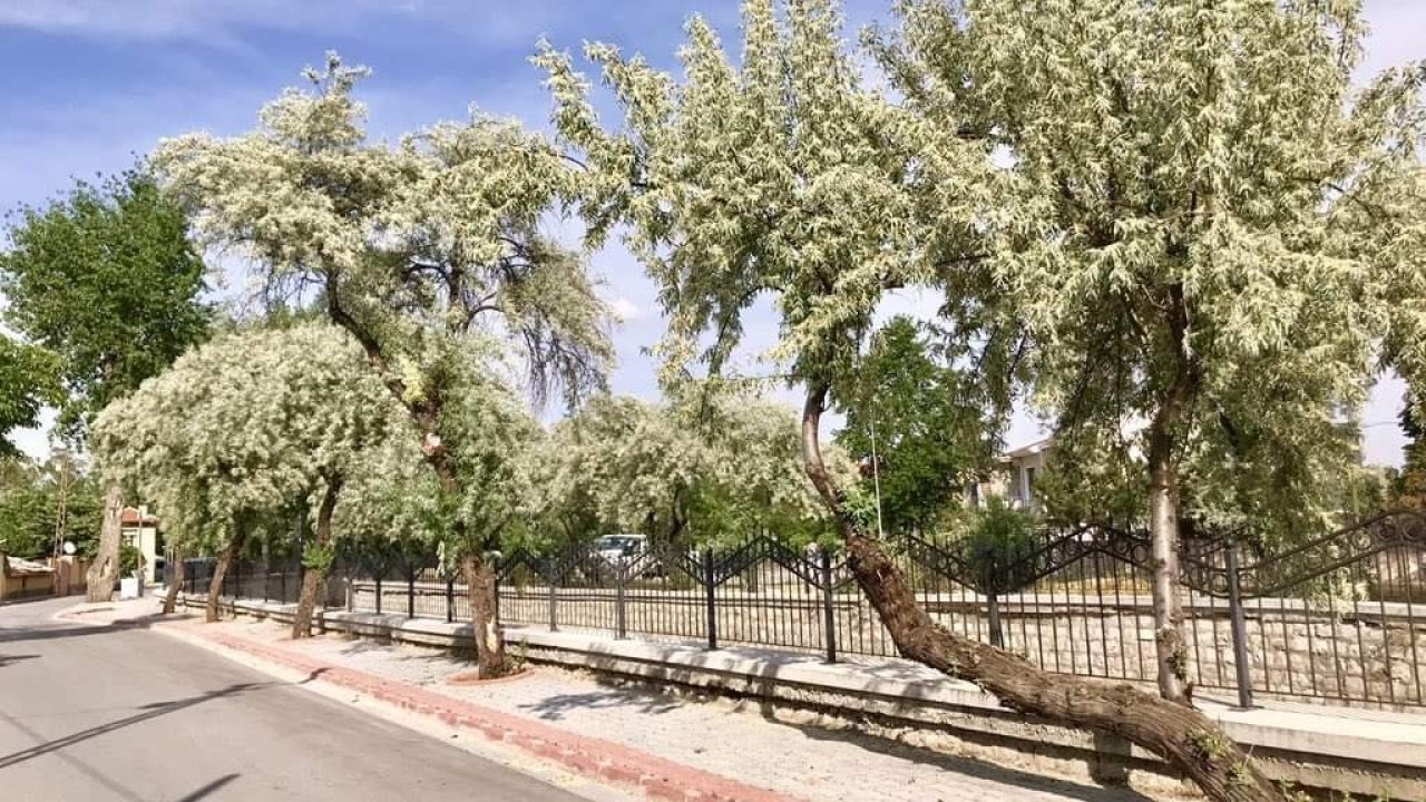 Konya sokaklarında yazın habercisi: Her yeri saran bu kokunun gizemi nereden geliyor?