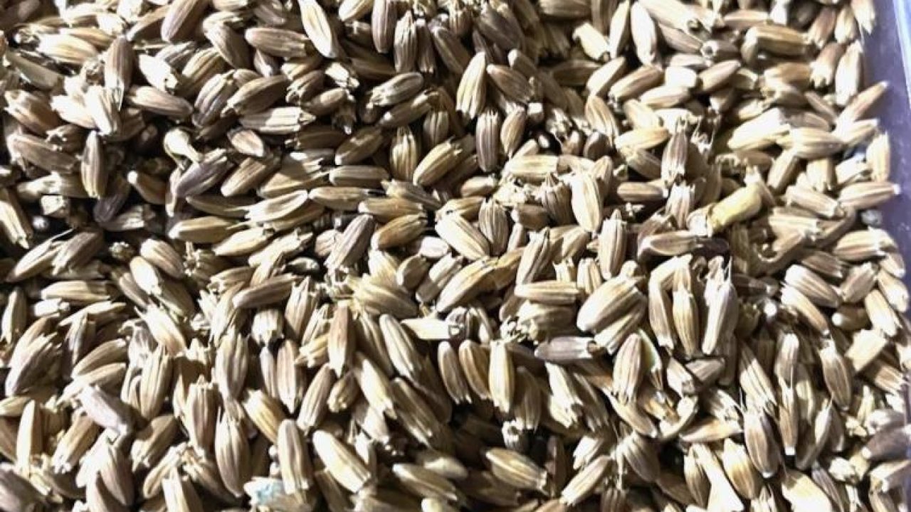 Konya Kulu'da Pelemir bitkisine yönelik toplantı yapıldı