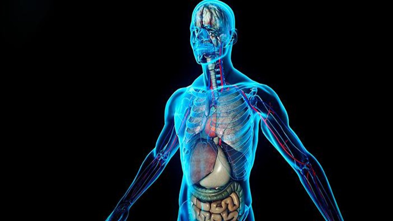 İnsan Vücudunun Bilinmeyen Mucizeleri: Her Gün Taşıdığımız Harika Makine!