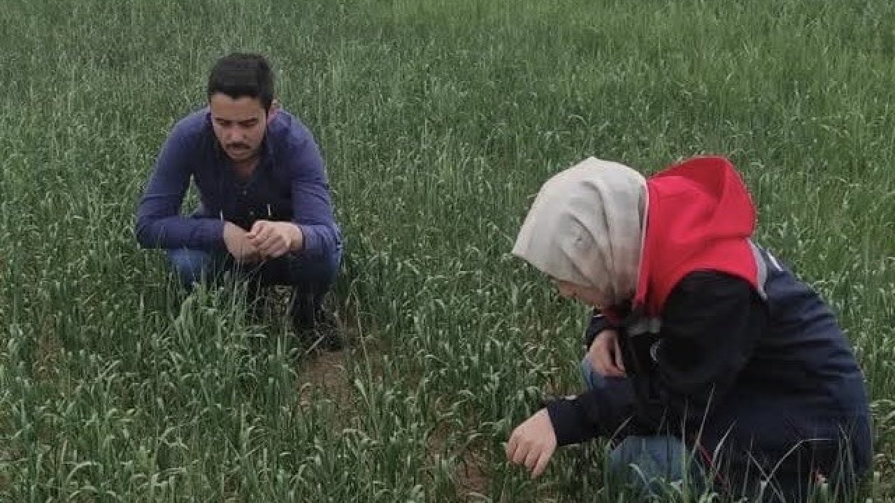 Konya'da süne sürvey çalışmaları sürüyor