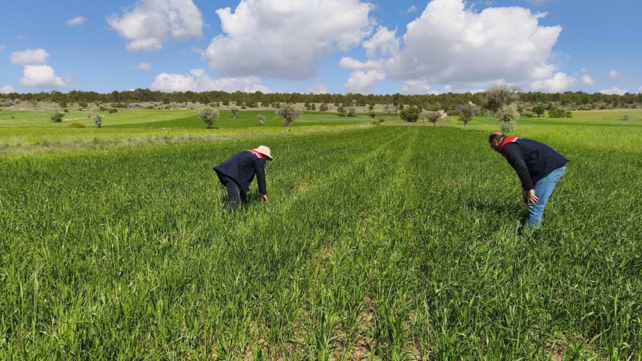 Konya Beyşehir'de tarım alanları kontrol ediliyor