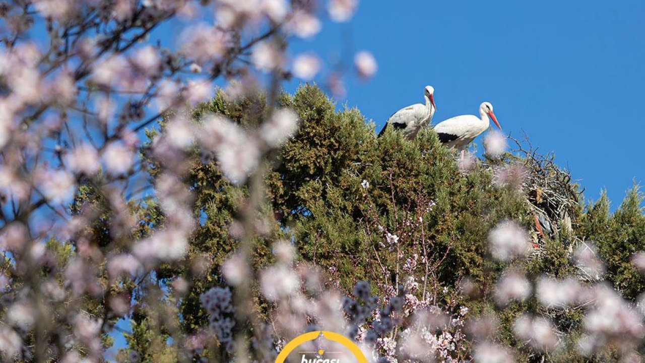 Doğaseverler için önemli bir durak: Adaköy Leylekler Tepesi