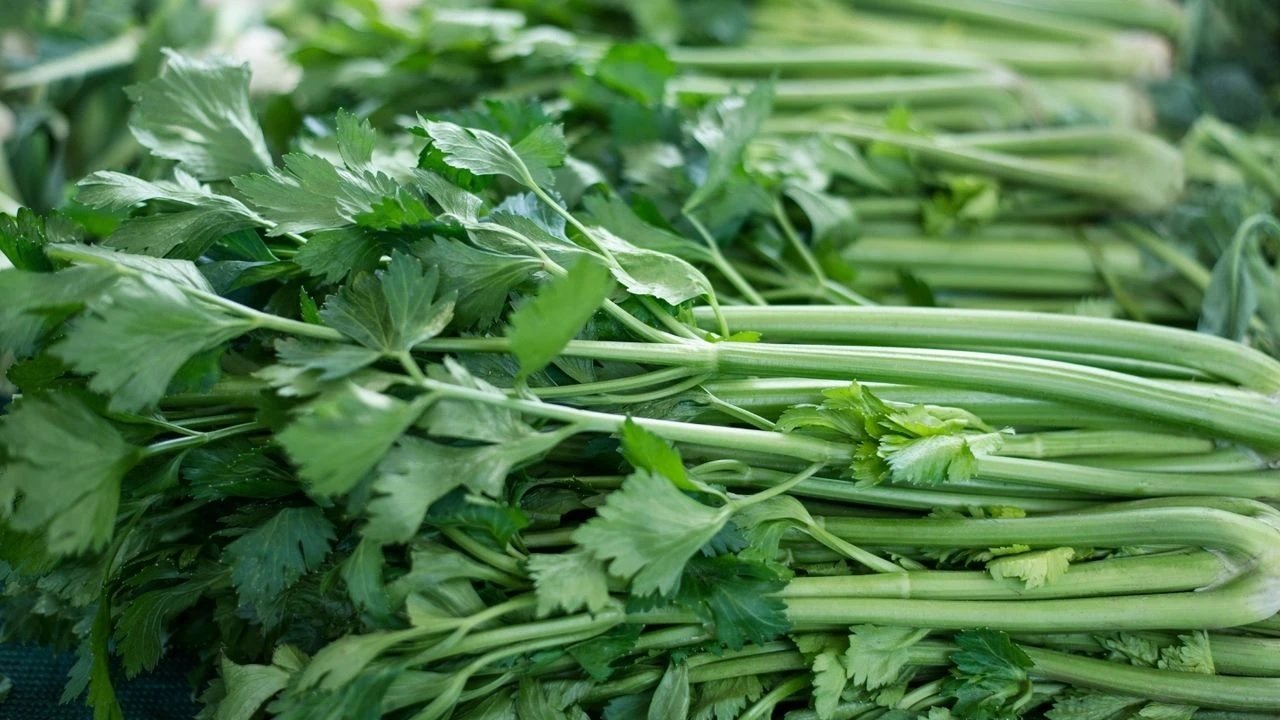 Maydanoz Saplarını Artık Çöpe Atmayacaksınız: Şifa Deposu Olduğu Ortaya Çıktı!