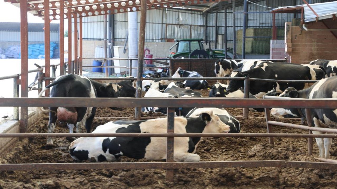 Kurban seçerken nelere dikkat edilmeli? Uzmanı açıkladı