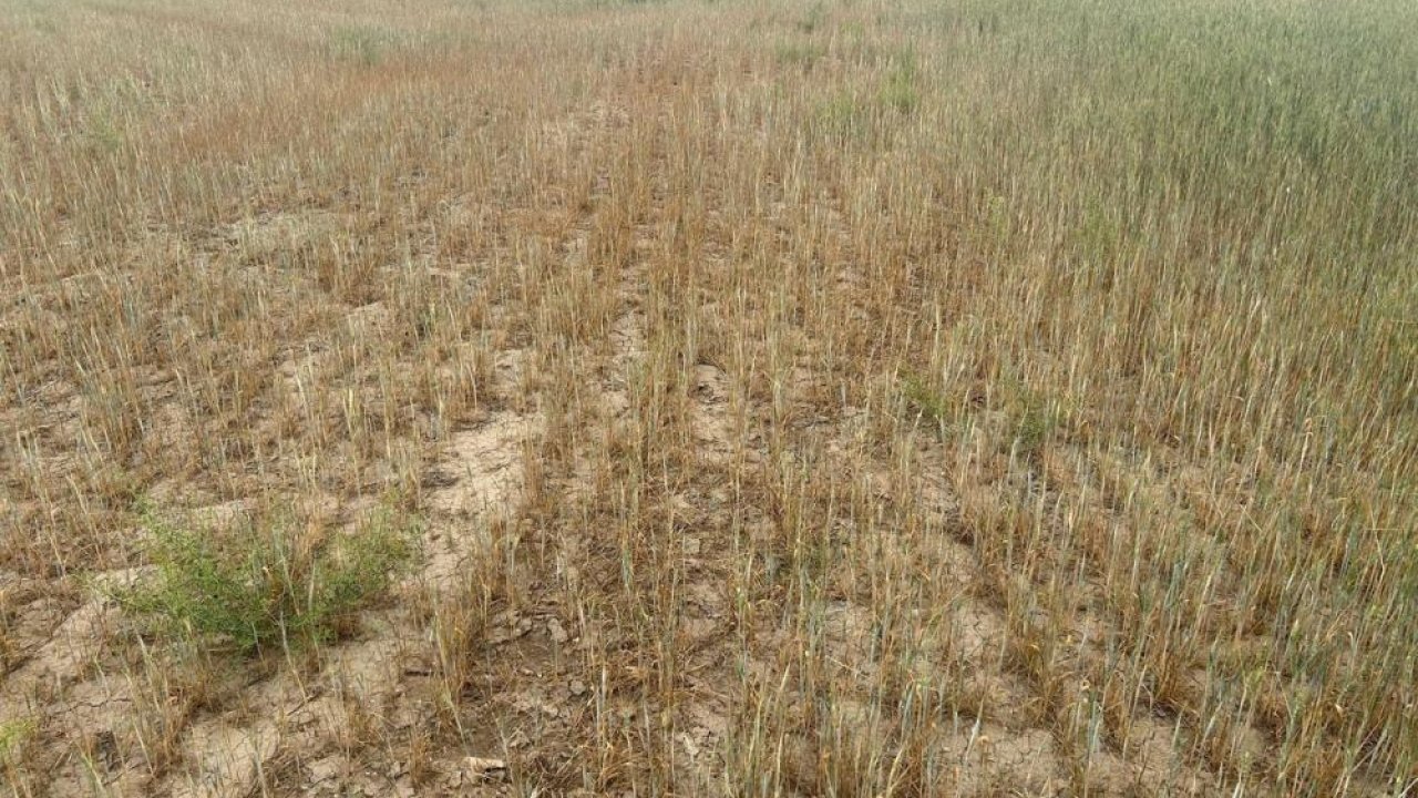 Konya'nın Kulu ilçesinde kıraç arazilerde hasat yapılamayacak