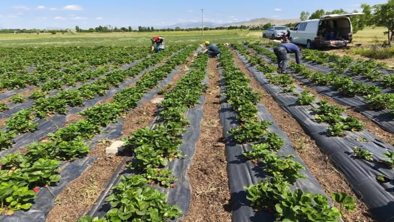 Konya'da çilek üretiminde hasat öncesi pestisit denetimi yapıldı