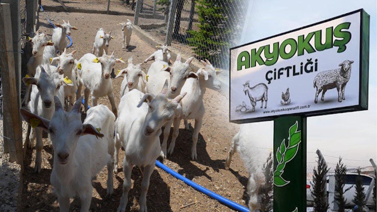 400'ün üzerinde hayvan varlığıyla Konyalıları bekliyorlar