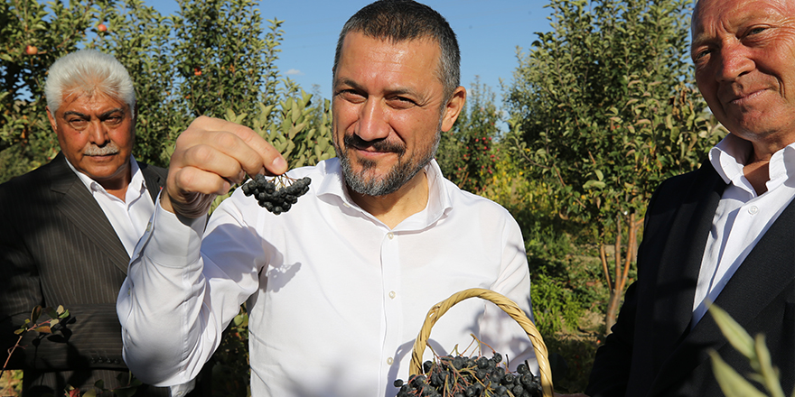 Nevşehir'de aronya hasadı yapıldı