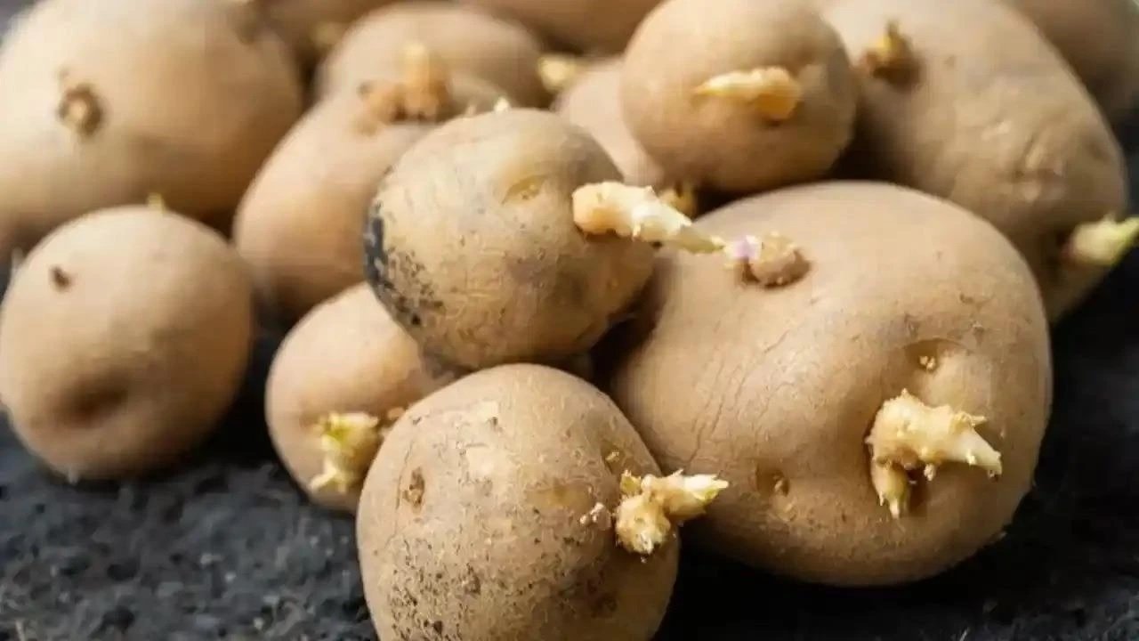 Filizlenen patates, soğan ve sarımsak yenir mi? Uzmanlar uyarıyor!