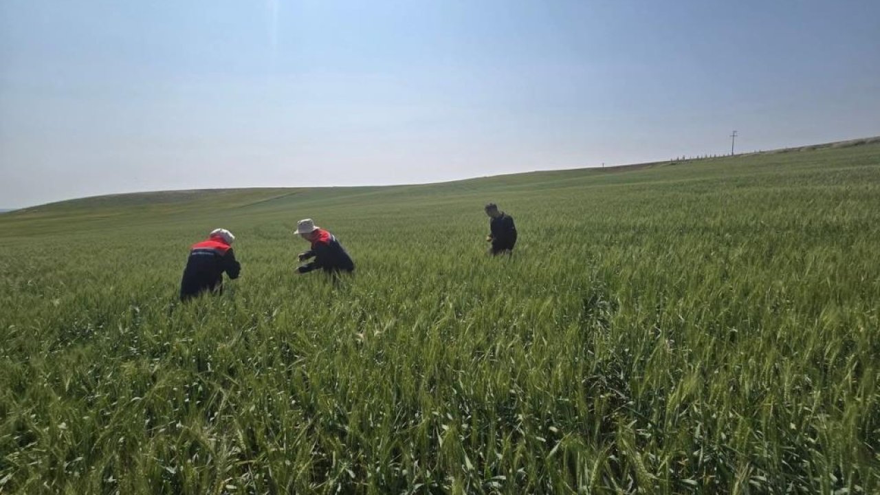 Konya'da süneyle mücadele devam ediyor