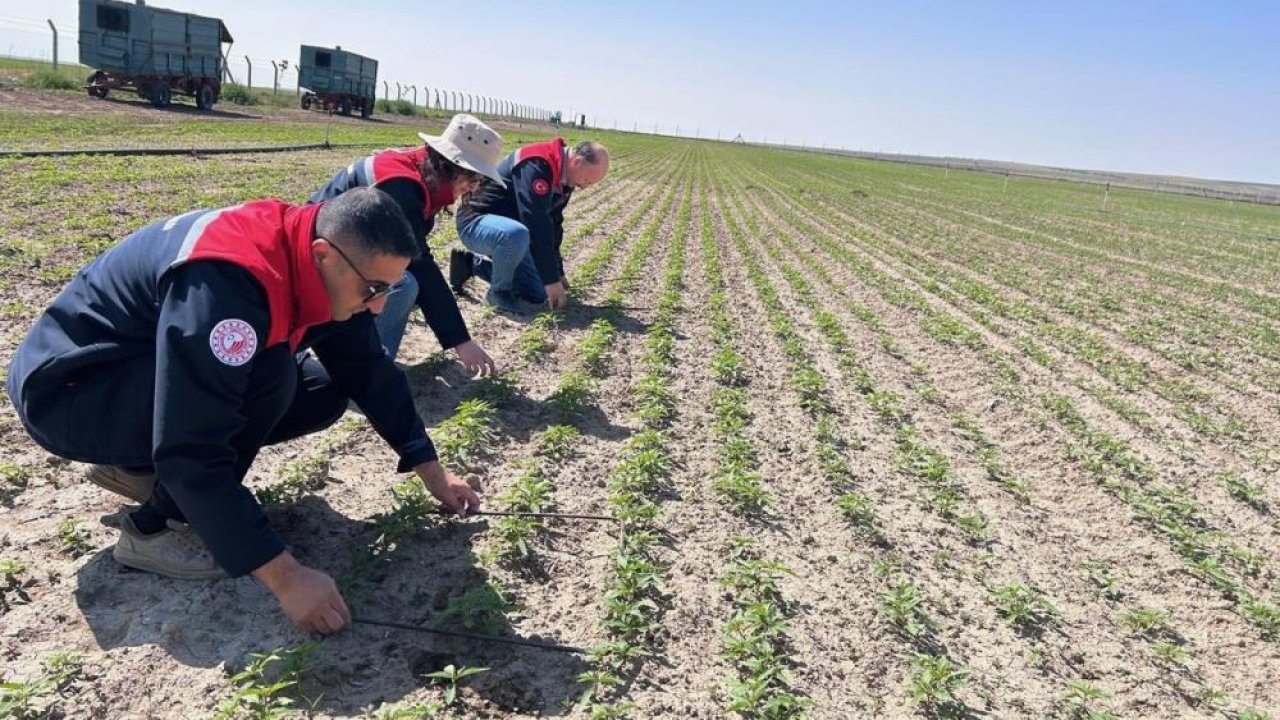 Konya'da kenevir ekimi yapılan arazi incelendi