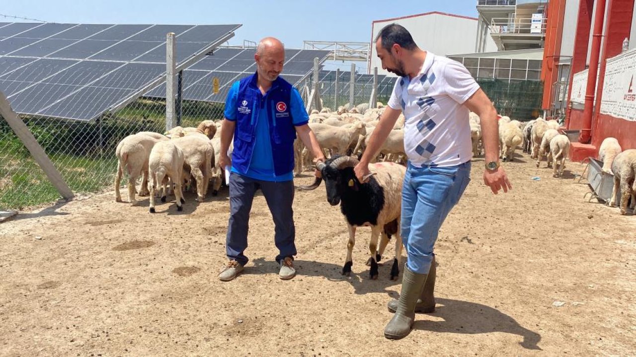 Cumhurbaşkanı Erdoğan'ın TDV'ye vekalet verdiği kurban Konya'da kesildi!