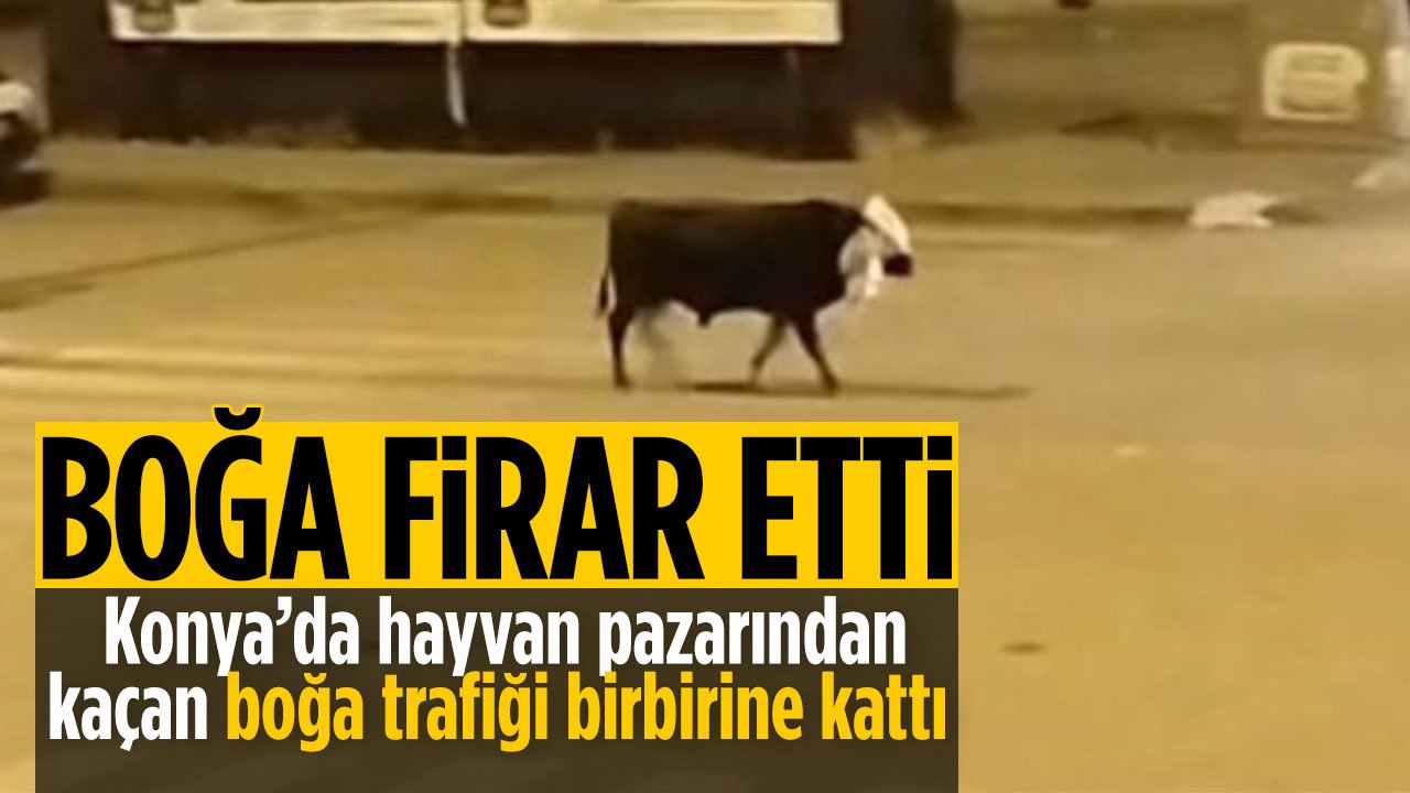 Konya'da hayvan pazarından kaçan boğa trafiği birbirine kattı