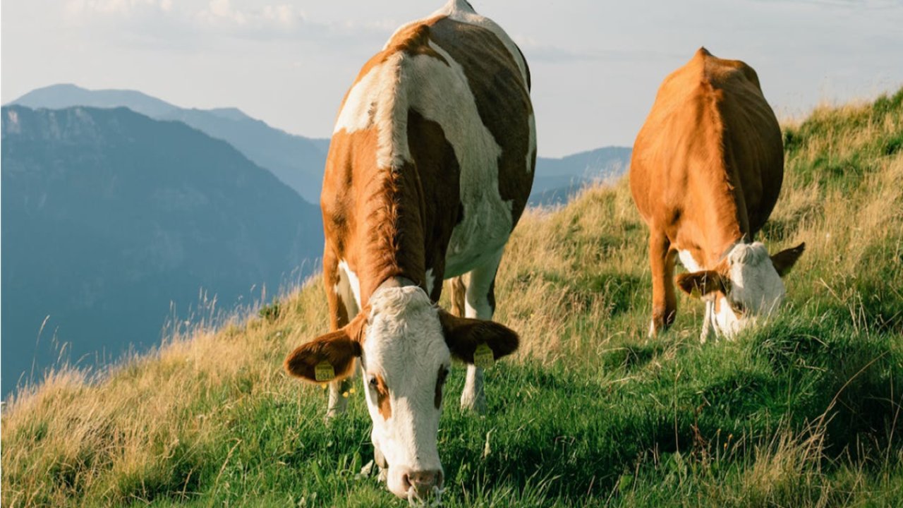 Kurban edilen ineğin kemikleri Ziyan olmasın! Şifa kaynağı olan kemiklerin faydaları saymakla bitmiyor!