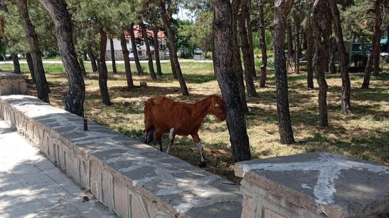 Konya'da kaçan kurbanlık keçiler yakalandı