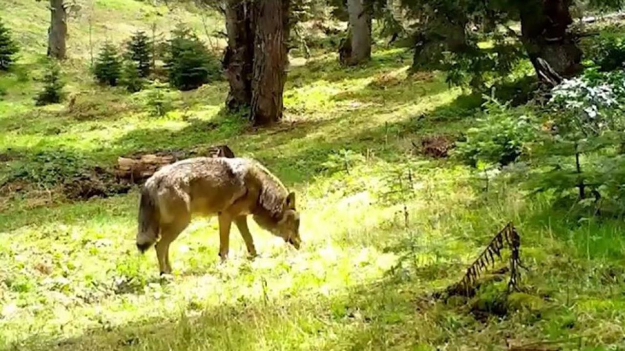 Nesli tükenme tehlikesinde: Bozkurt, böyle görüntülendi