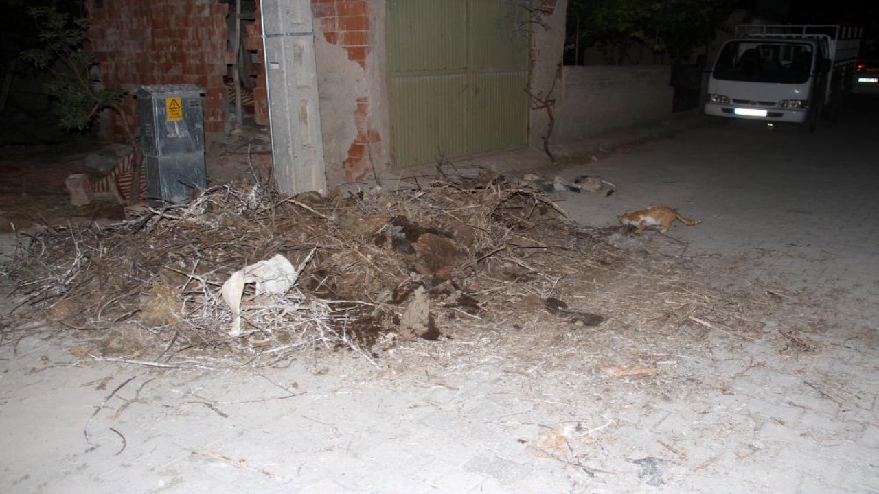 Konya'da yıkılan yuvadan düşen leylekler telef oldu