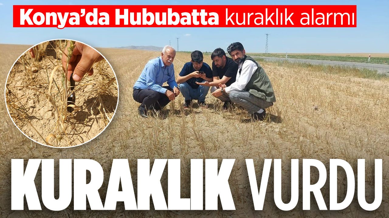 Konya'da hububatta kuraklık alarmı: Zararın boyutu açığa çıkıyor