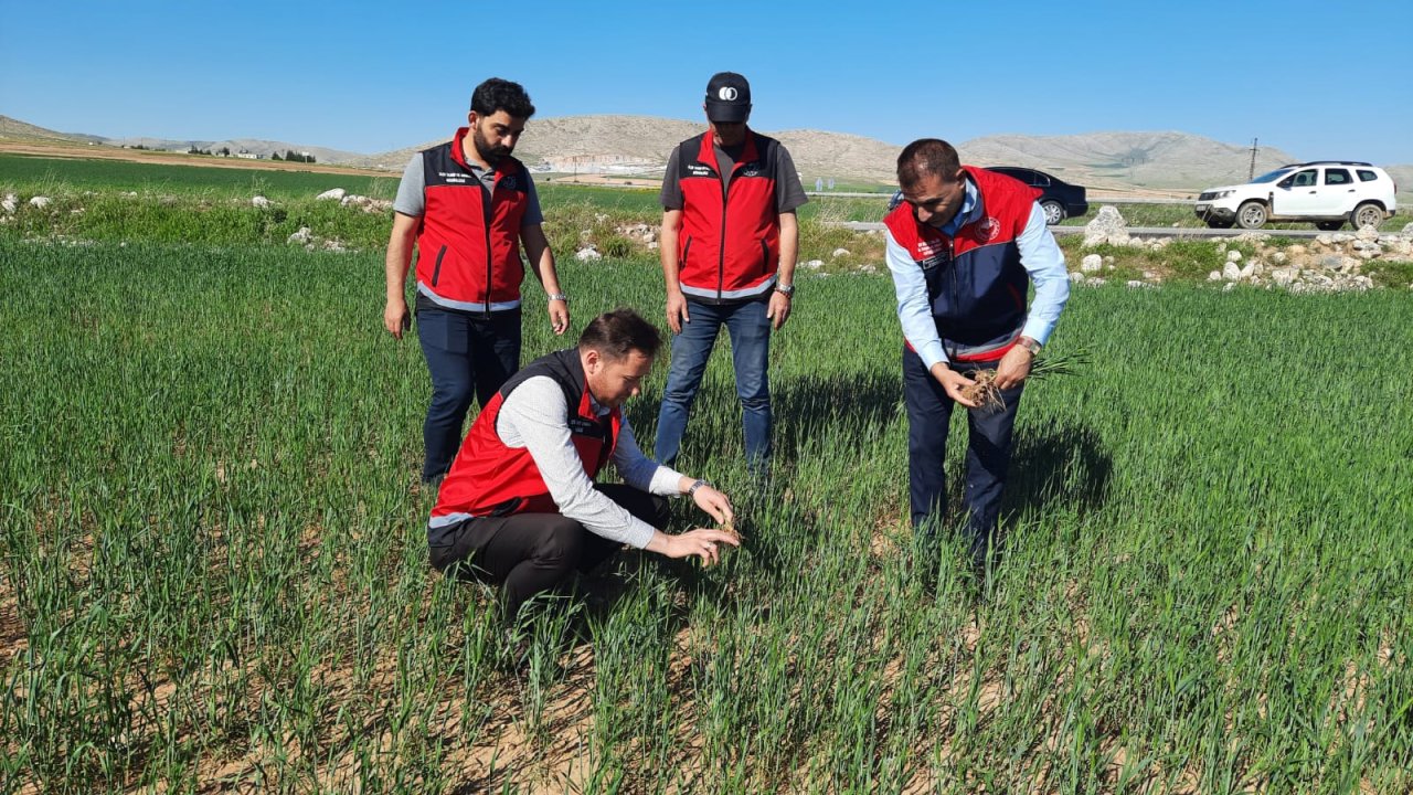 Yunak'ta hububat ekili alanlar takip ediliyor