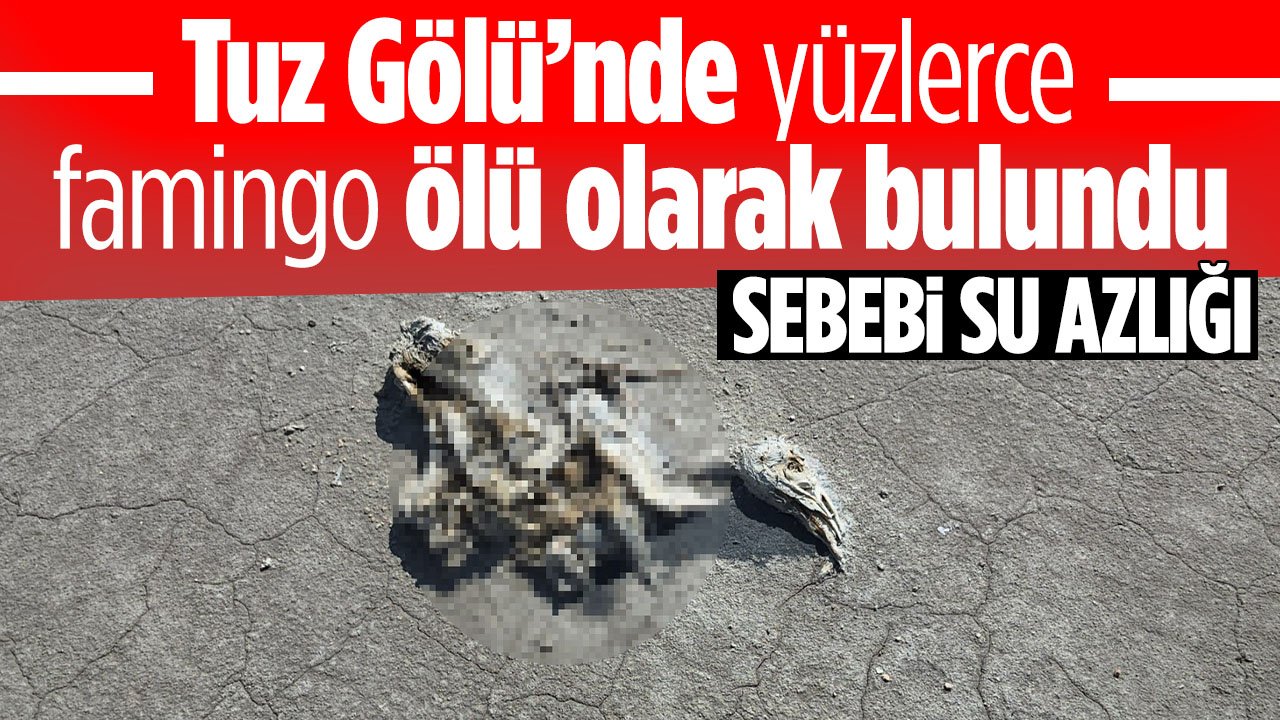 Tuz Gölü'nde yüzlerce flamingo ölü olarak bulundu: Sebebi ise kuraklık