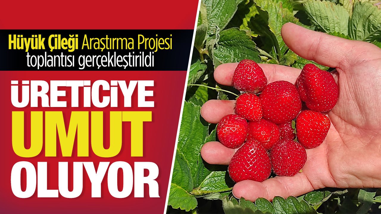 Hüyük Çileği Konya'da üreticiye umut oluyor