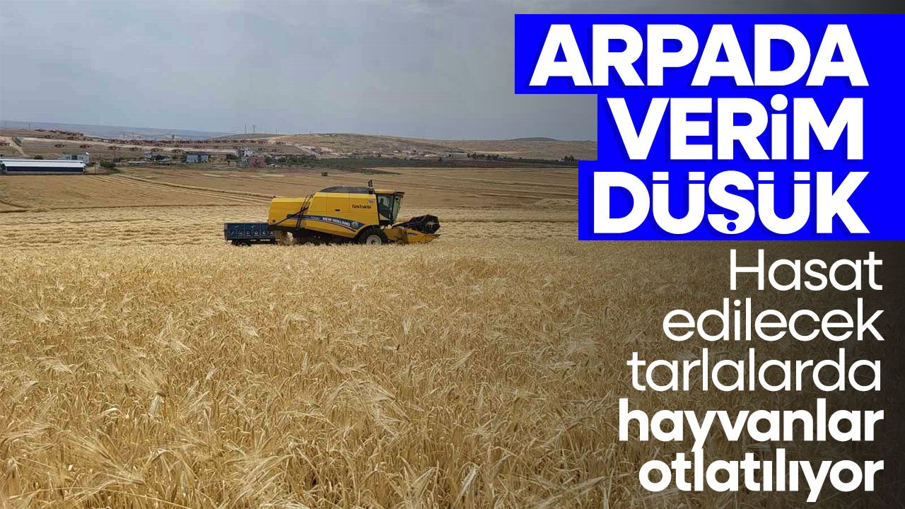 Konya'da arpada verim düşük: Hasat edilecek tarlalarda hayvanlar otlatılıyor