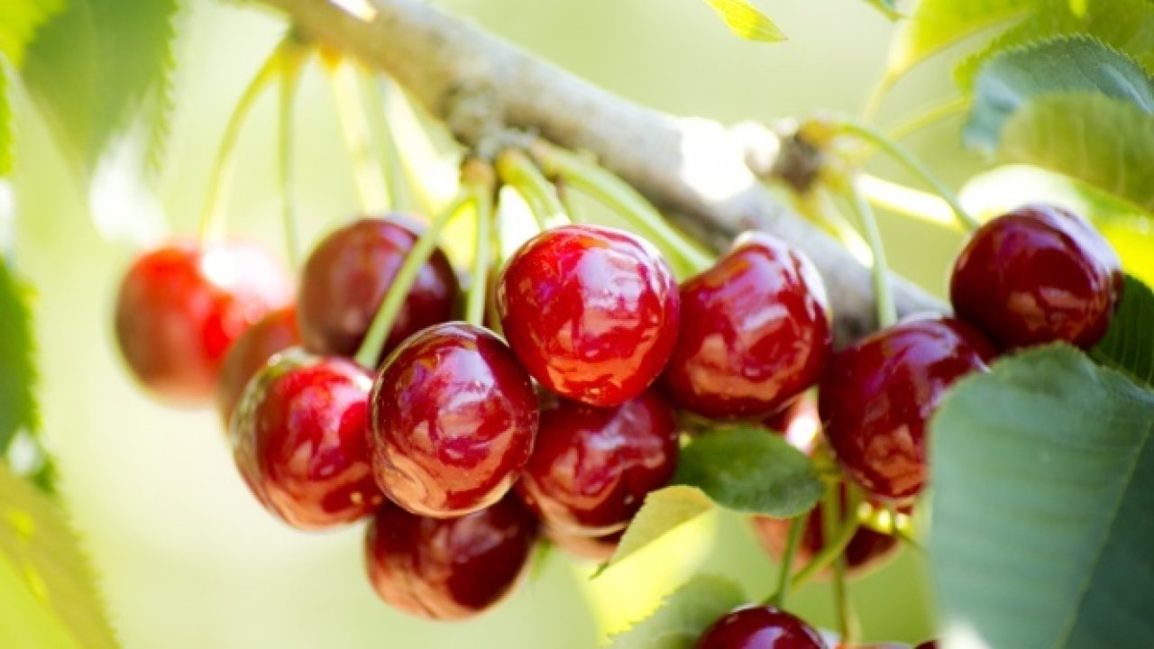 Akşehir'de sezonun ilk kirazının hasadı yapıldı: Kilosu 300 TL'den satıldı