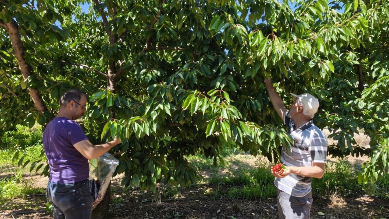 Konya'da kirazlar pestisit kalıntısı analizi için toplandı