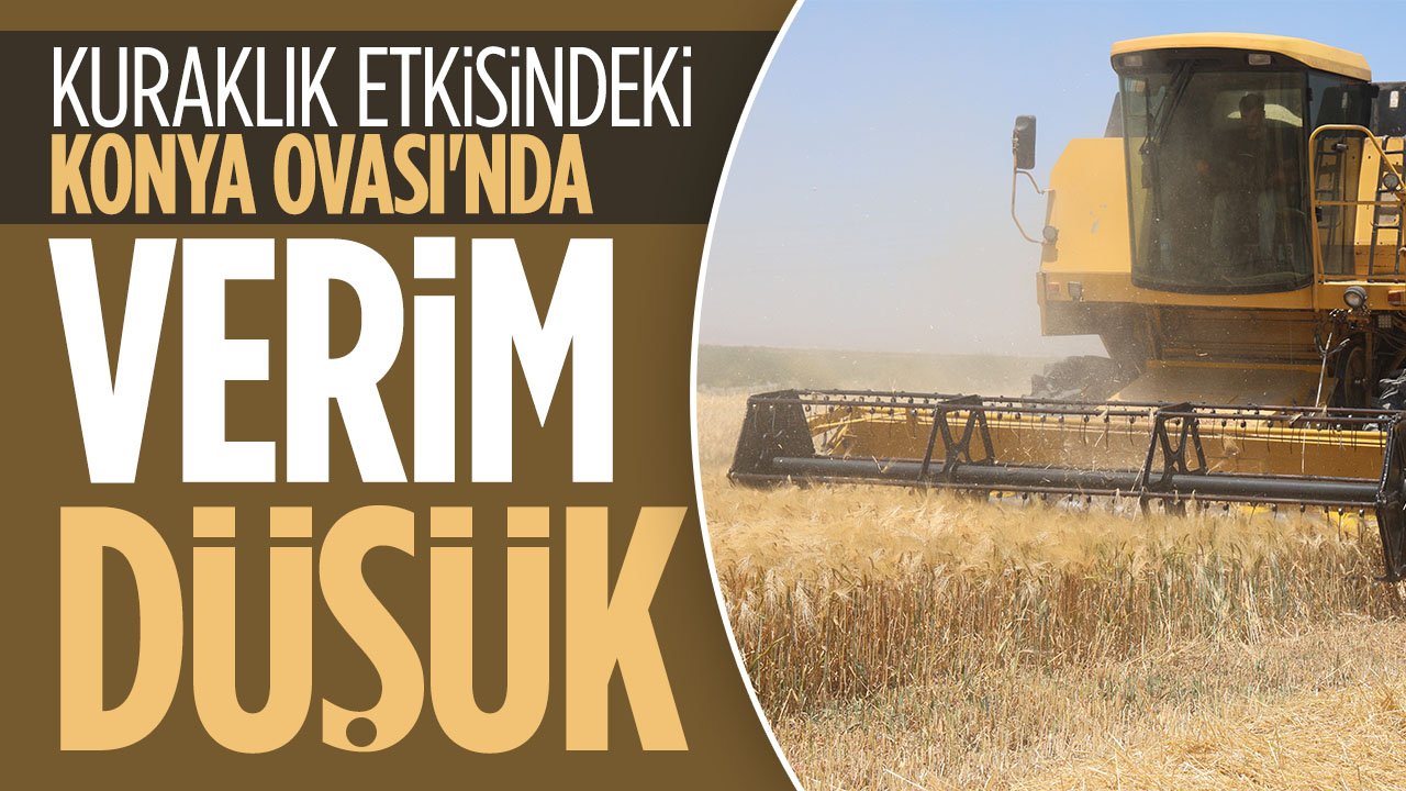 Konya Ovasında kuraklık alarmı: Bu sene de verim düşük