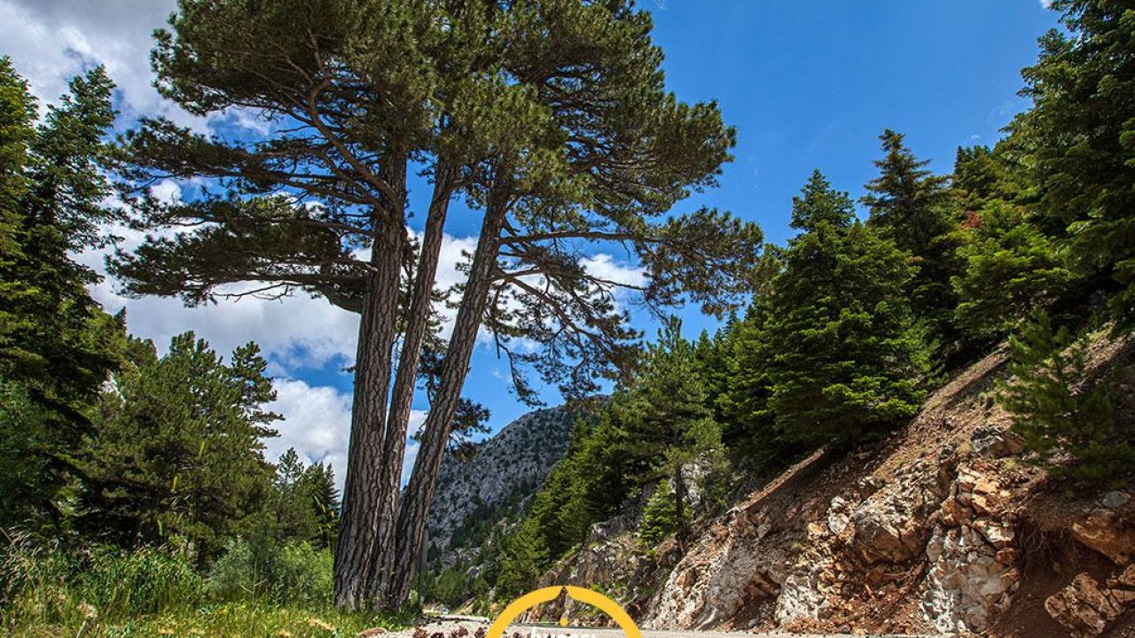 Asırlık kardeşlik hikâyesi: Konya’daki “Beş Kardeşler Anıt Ağacı” zamana direniyor!