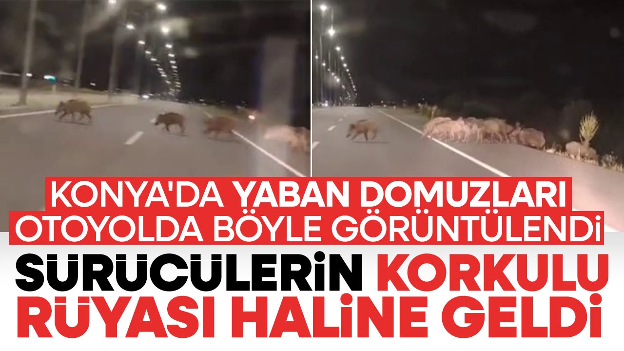Konya'da yaban domuzları otoyolda böyle görüntülendi