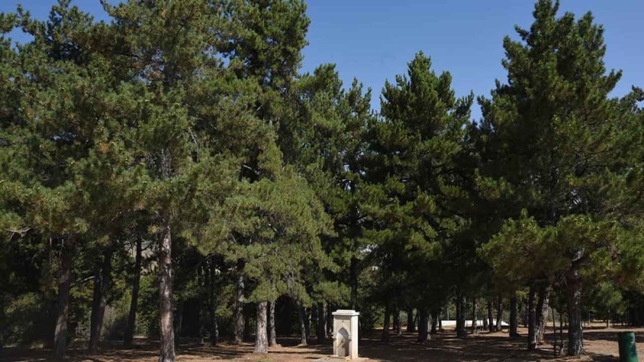 Derbent'te Hasaniçi Yaylasında Geleneksel İpekyolu Festivali coşkusu yaşatılıyor!